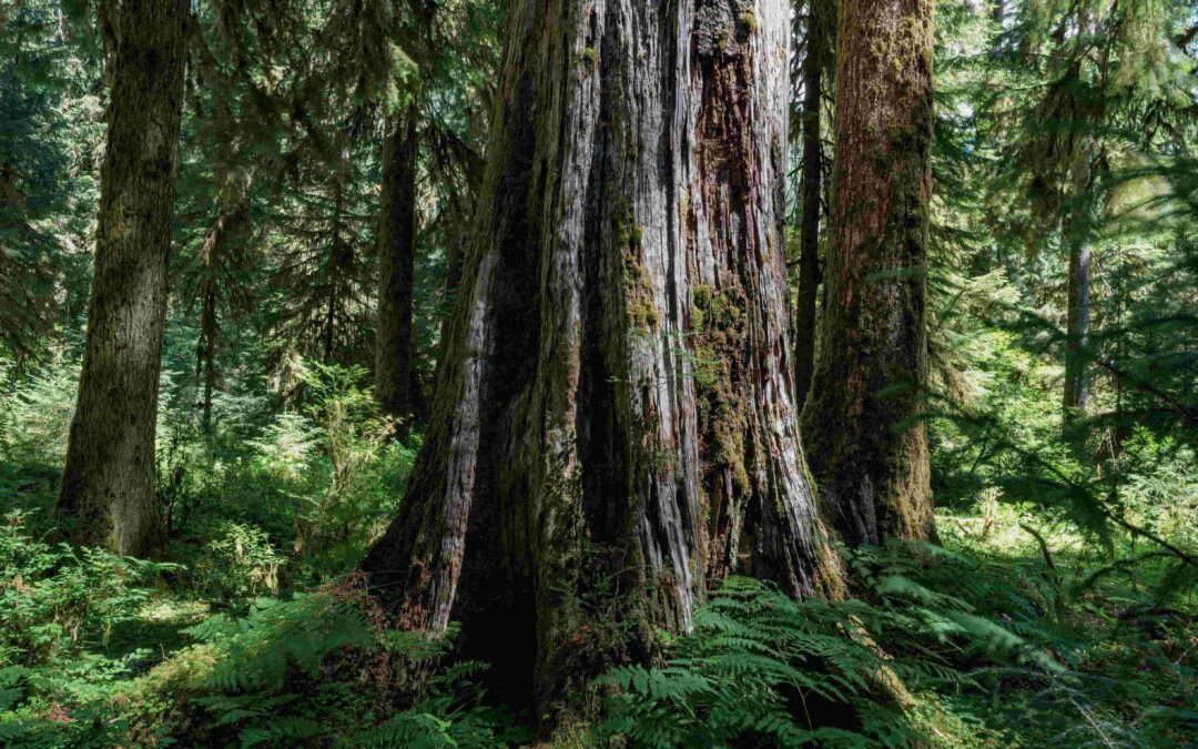 Safar’s Longevity Favorites: Health & Well-Being