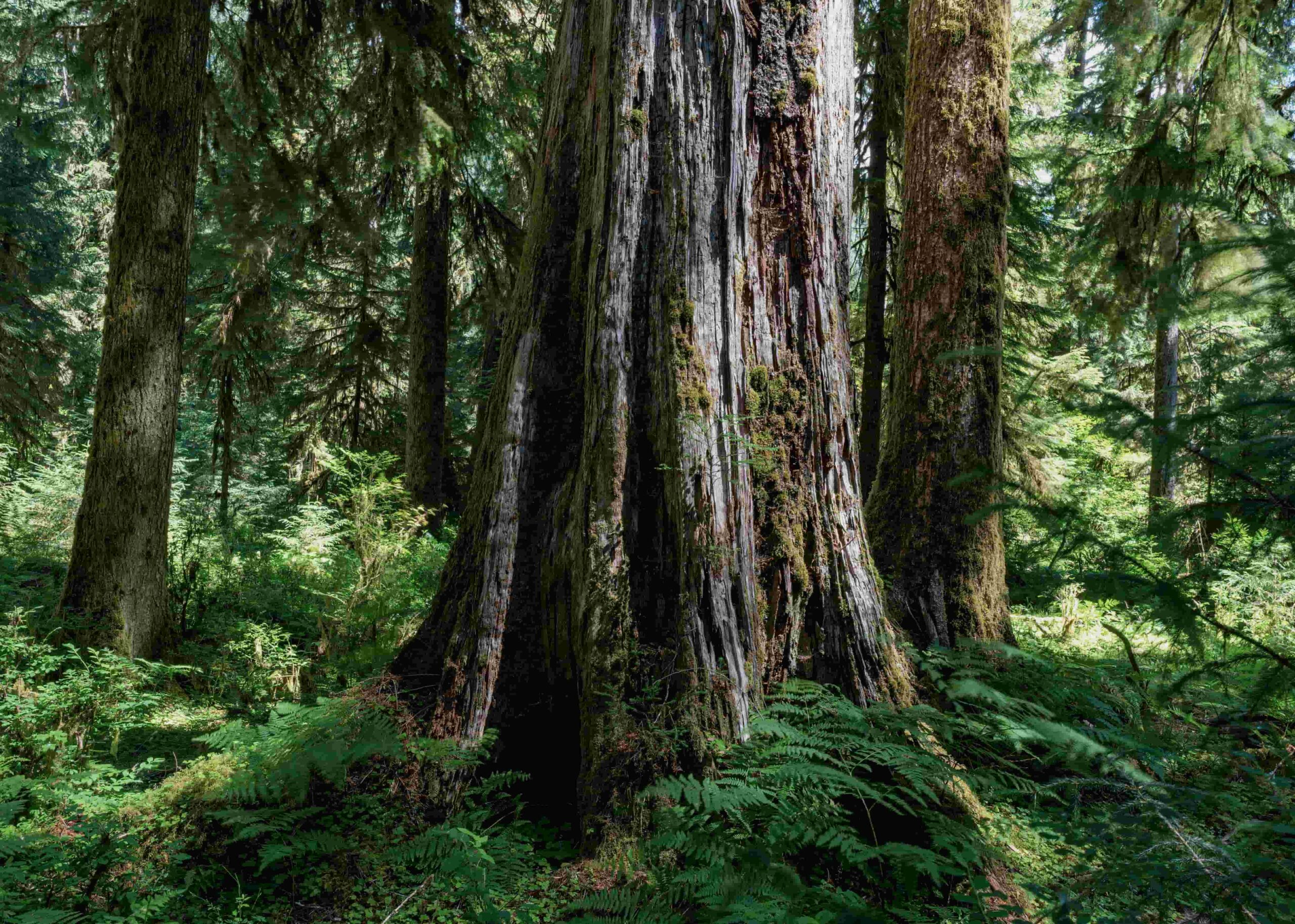 stephen-walker-gTS-ZsbZEzk-unsplash-2